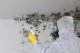 Best Attic Mold Removal in Woodbury, MN